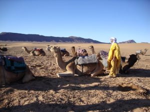 retraite yoga et chameaux
